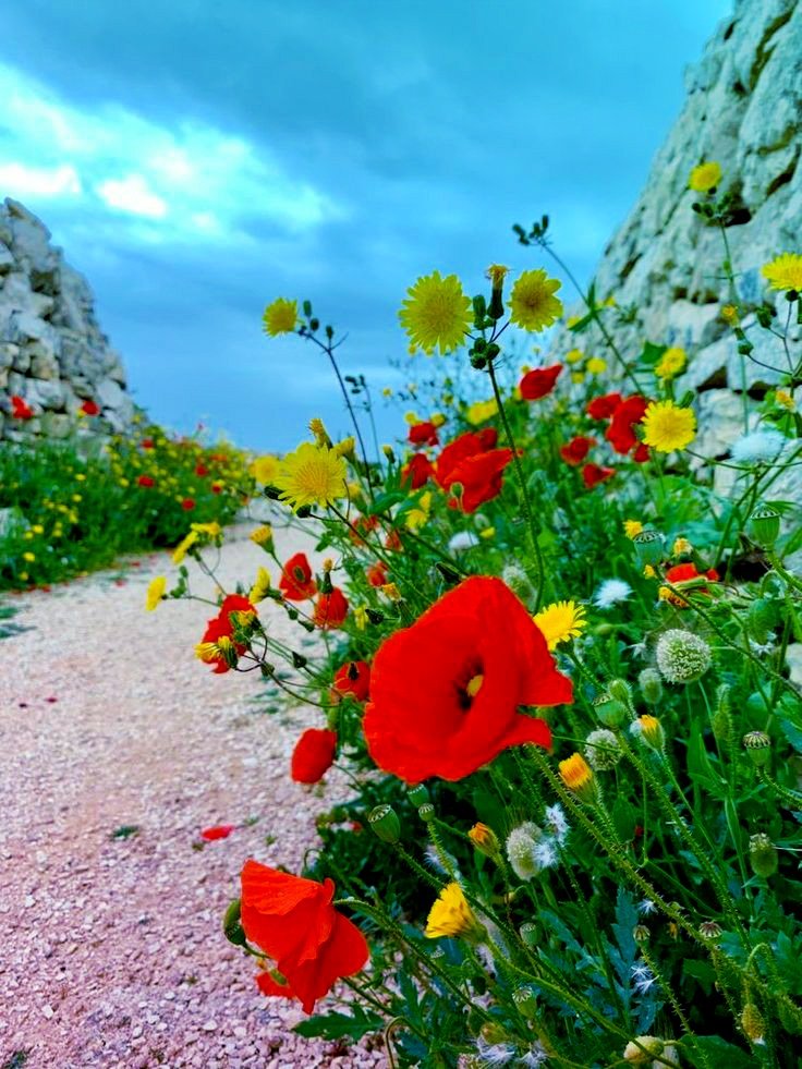 gerri232's tweet photo. Or ti piaccia gradir 
la sua venuta: 
libertà va cercando, 
ch’è sì cara, 
come sa chi per 
lei vita rifiuta. 

    Dante Alighieri

🌿⚘Buon #25aprile 🌿⚘ https://t.co/ZVMFrdUKhc