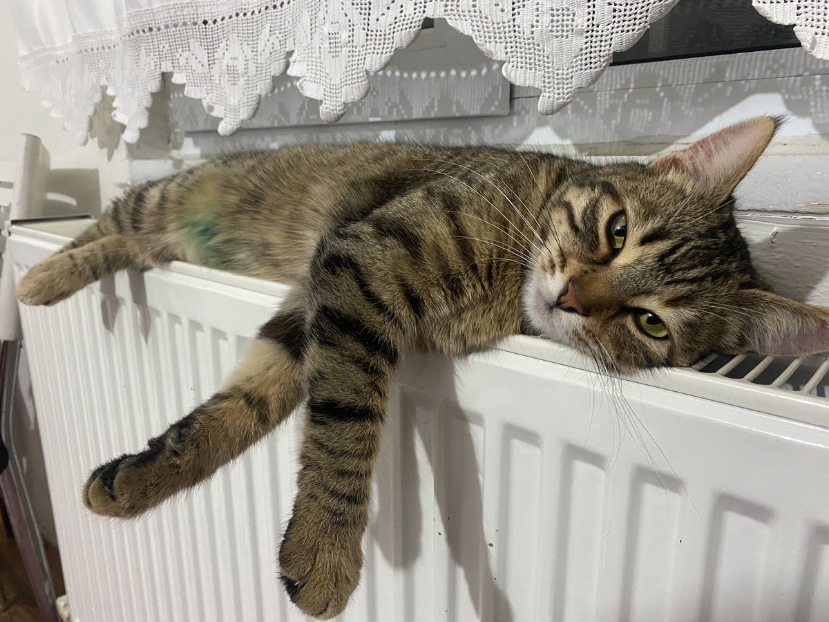 ZyrkTuba's tweet photo. Boncuğum kayıp  iki gündür. Lütfen gören bilen varsa yazsın. Darıca Eskihisar caddesi civarı #kedi #deprem #darıca 
Göbeğinde yeşil tüyleri var bir kulağının ucu yok https://t.co/uF6obWv9o2
