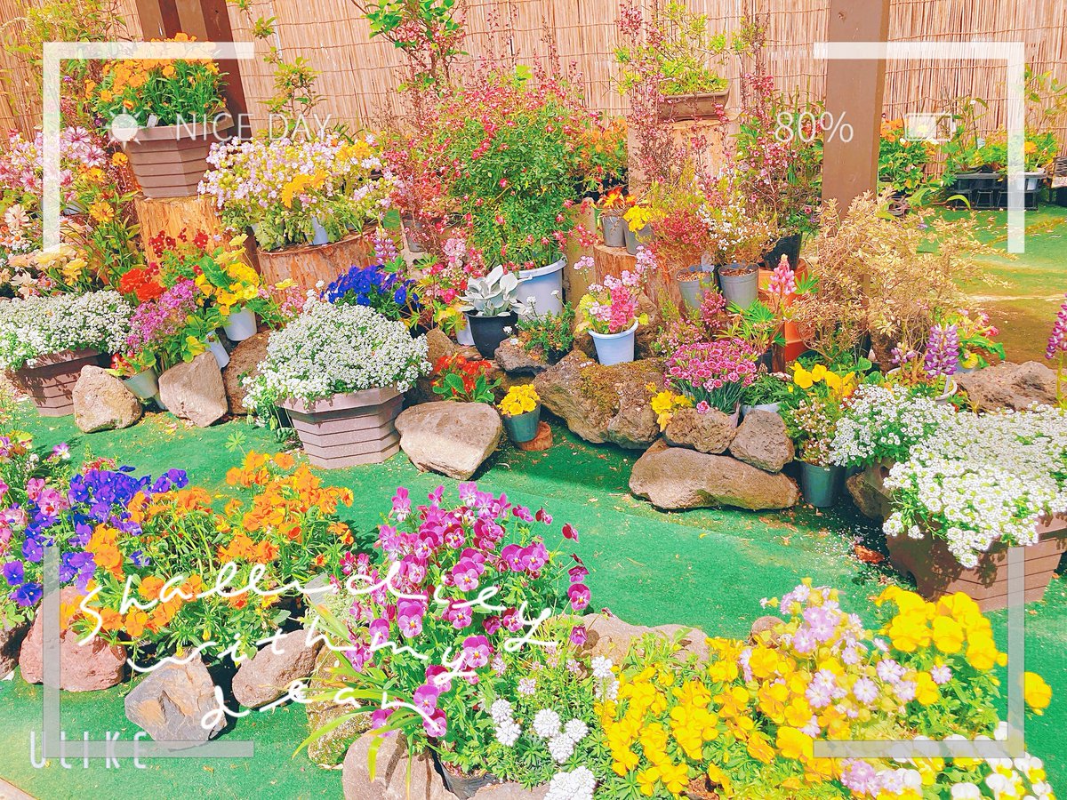 🌷🌺🌼🌸🌷🪷🌹🪻🌻💐🥀
#TLを花でいっぱいにしよう
#ファインダー越しの私の世界ᅠ