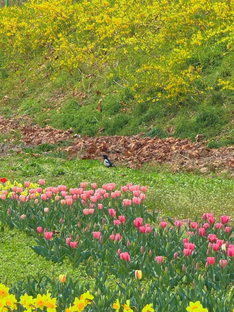チューリップの花びらはオレンジがかった赤で、外側から見ると花びらに明るい黄色の輪があります。太陽の光を受けて、美しいチューリップがまばゆいばかりに輝いて見えます。