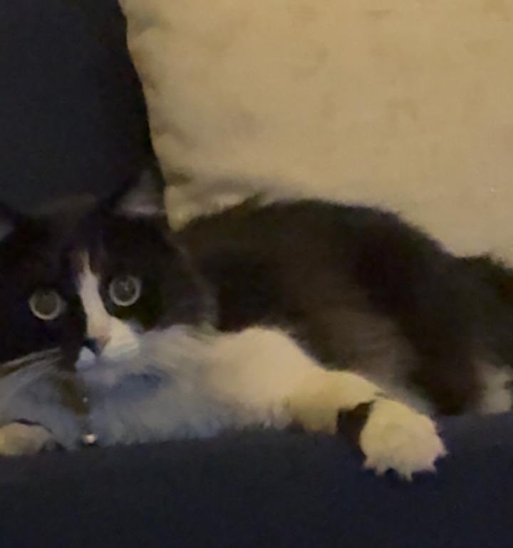 Roroo_kh's tweet photo. قطتي مفقودة 💔 @lostnfound_sa @RiyadhCats 

- قطة مفقودة في حي القدس / الرياض 
- أنثى ميكس شيرازي وبلدي
- اللون أبيض وأسود وشعرها كثيف
- العمر تقريبا 4 سنوات 
- سبق وأجريت لها عملية تعقيم 
- ترتدي طوق رقبة لون أحمر وقت فقدانها https://t.co/DuhV6qiXMe