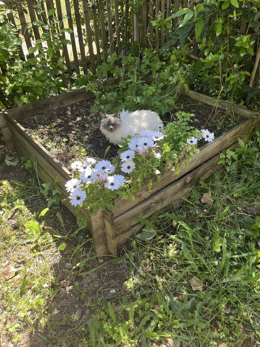 Une nouvelle fleur a poussé dans ma jardinière 🥹🥹🥹 un peu poilue par contre