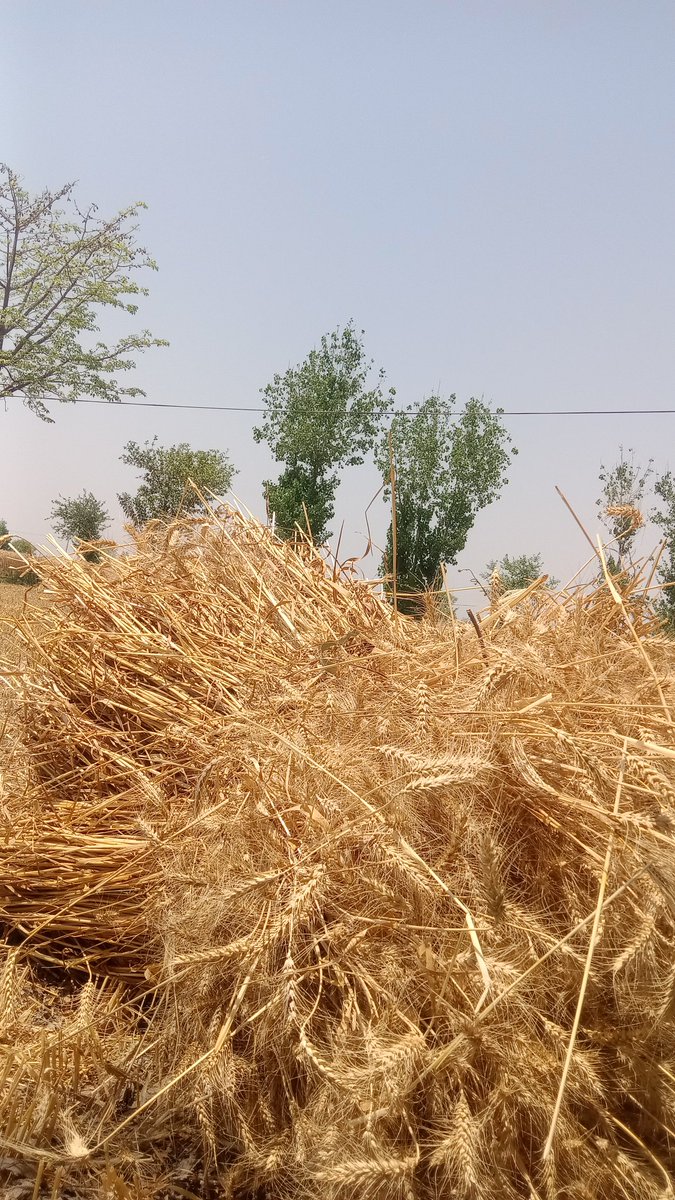 Virk1192's tweet photo. کنکاں دی واڈی سوکھی نہیں جے کم اوکھا اوتھے ظالم حکومتاں ریٹ کوئی نہیں چنگا دیتا
#wheet https://t.co/sPVdpl5orG