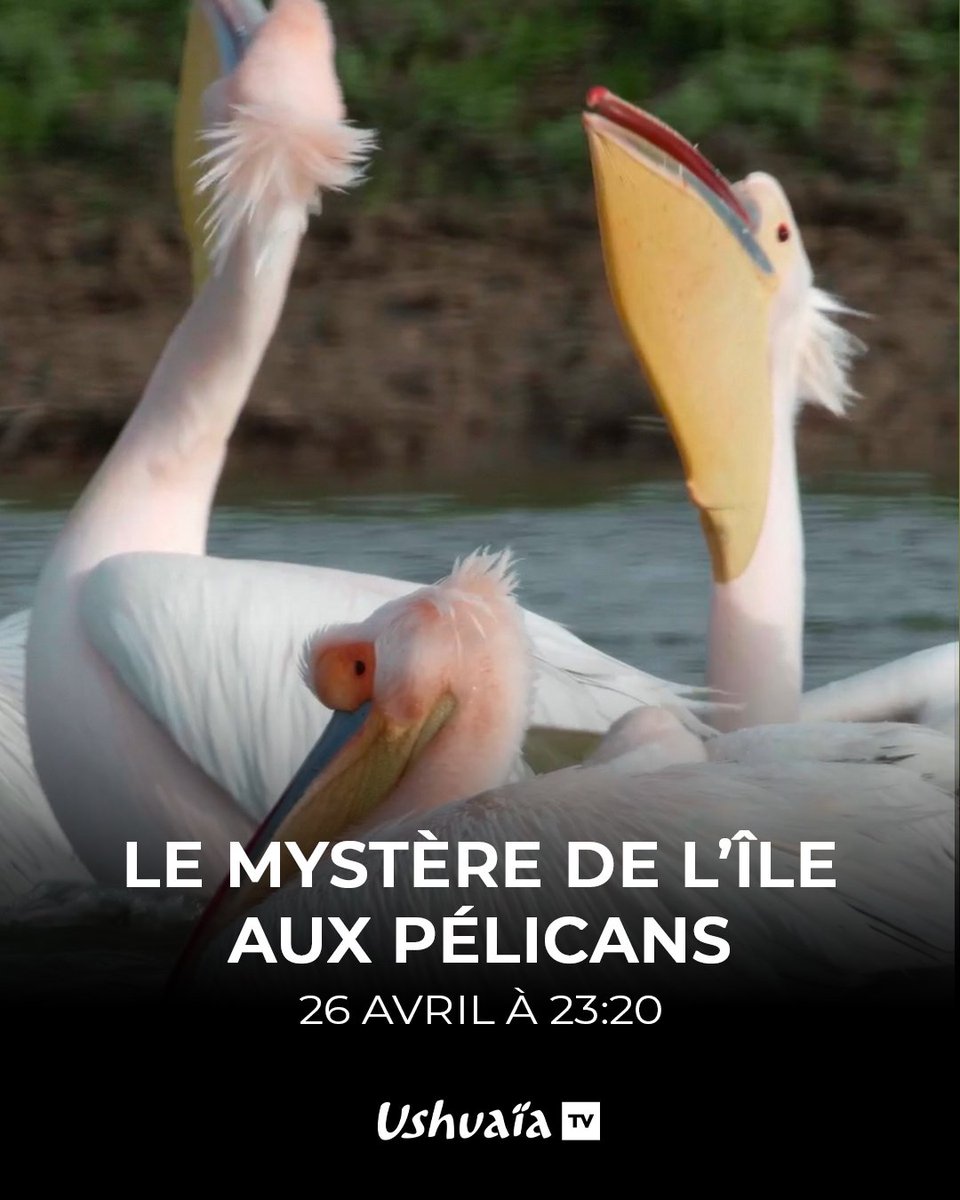 On vous convie à un voyage fascinant au cœur du ciel et des mélodies des oiseaux, à l'occasion de la Nuit des Oiseaux 🌙🐦

⏰ RDV dès demain soir à 20h50 sur #UshuaïaTV