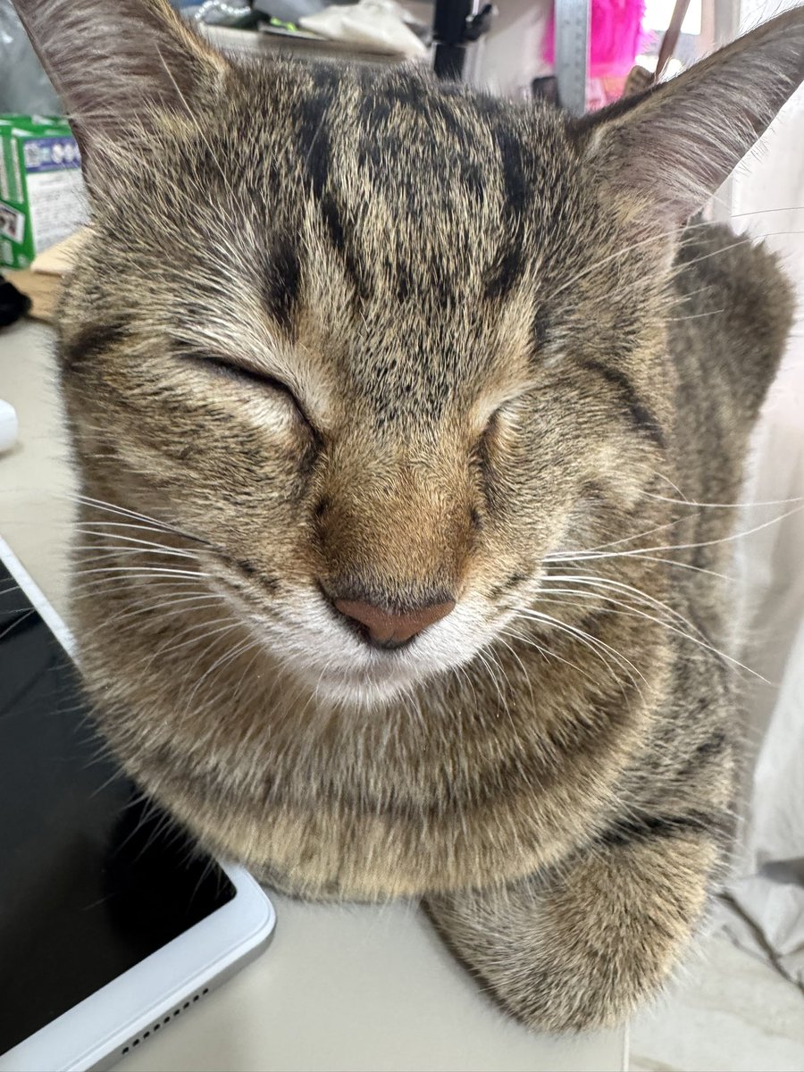 Winkcat1011's tweet photo. 還好睏喵💤 https://t.co/du9ZjbvGS2