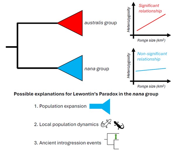 🥳 My latest digest for Evolution is now available online!  

Digest: Demographic changes and ancient introgression events might resolve Lewontin’s Paradox in Australian geckos
doi.org/10.1093/evolut…