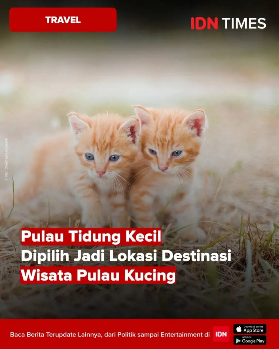 troodonvet's tweet photo. INI PEMPROV DKI GOBLOK ATAU KENAPA SIH?!? MAKSUDNYA FOMO MAU NGIKUTIN JEPANG?? KAYAK YANG NGGAK PUNYA IDENTITAS AJA!!

UDAH JELAS PULAU TIDUNG ITU HABITAT BURUNG!! KLO DITARO KUCING, BURUNGNYA BAKAL HABIS DIMAKAANNN!! KENAPA NGGAK FOKUS WISATA BIRDWATCHING AJAAAAAA!!!!! https://t.co/rPuRUh442V