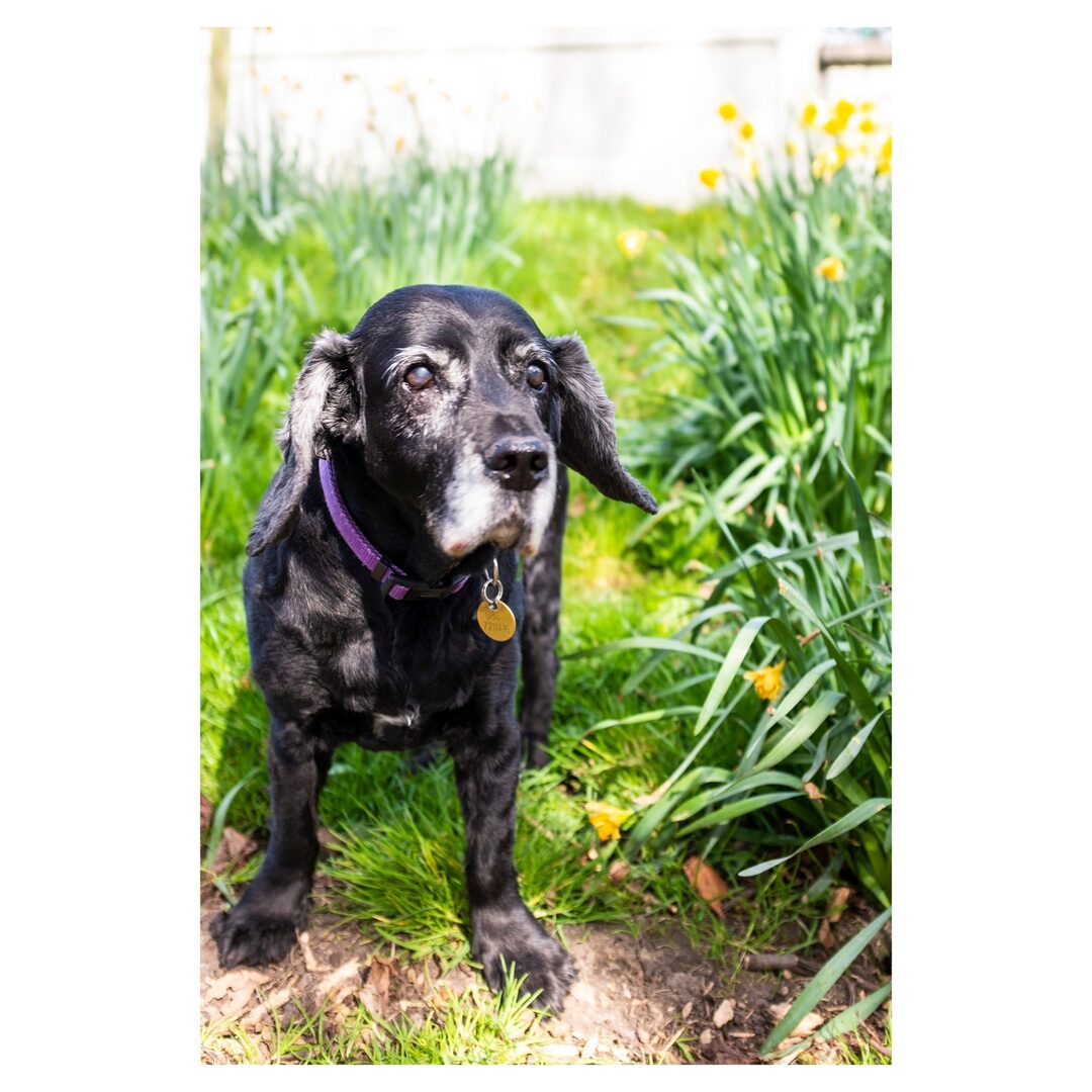 springtime. 

#fuji #fujifilm #fujix100t #cockerspaniel #juno #daffodil #ireland #dublin instagr.am/p/DI3LBDRNpw9/