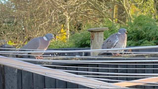 A #true or #false #answer towhees 20 #flocks of #birds <a href="/OAPSchat/">oapschat.reviewspot.co.uk</a> <a href="/ReviewSpotUK/">ReviewSpot.co.uk</a> quizspot.online/categories/ani…