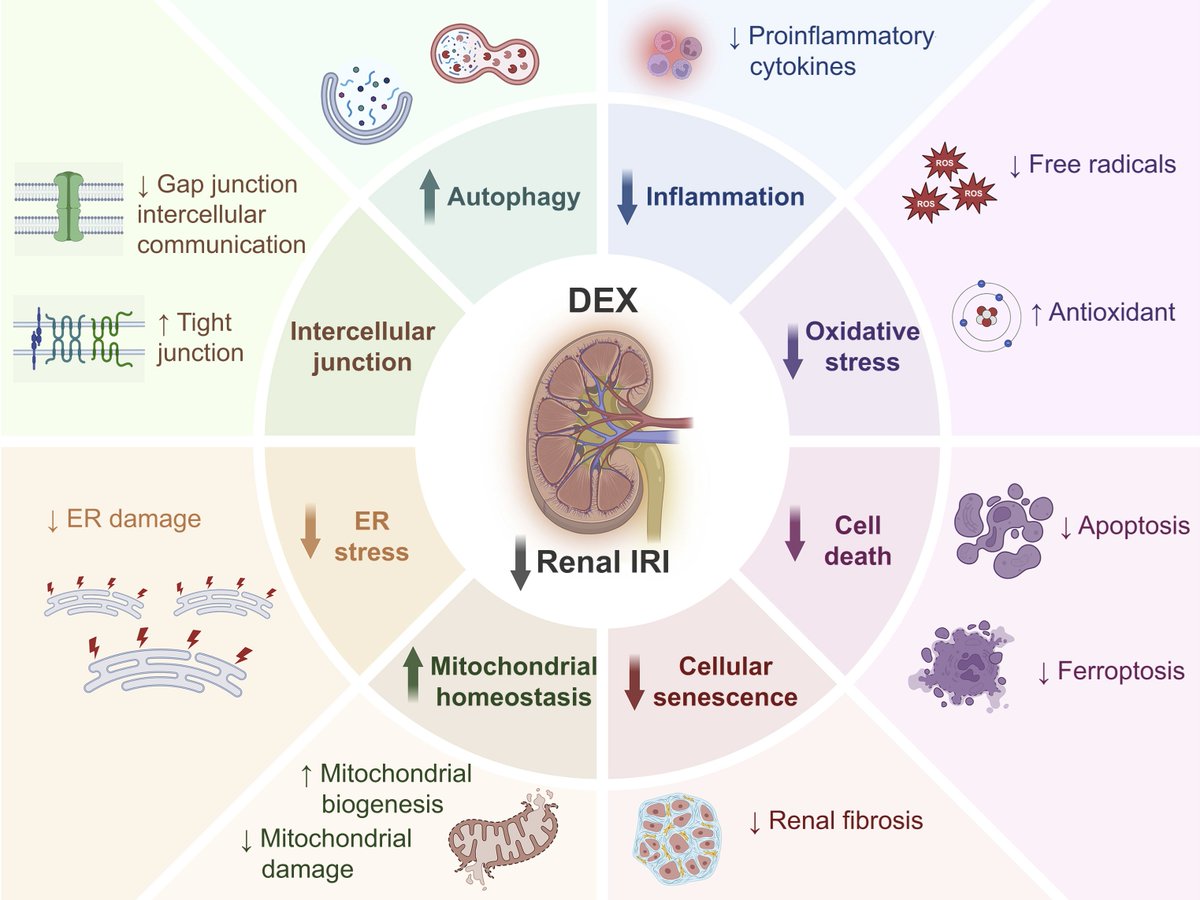 Renal ischaemia-reperfusion injury (IRI) is an important cause of #AKI after major surgery. #Dexmedetomidine has demonstrated multimodal renoprotective properties, effectively mitigating against renal #IRI 

bjanaesthesia.org/article/S0007-…