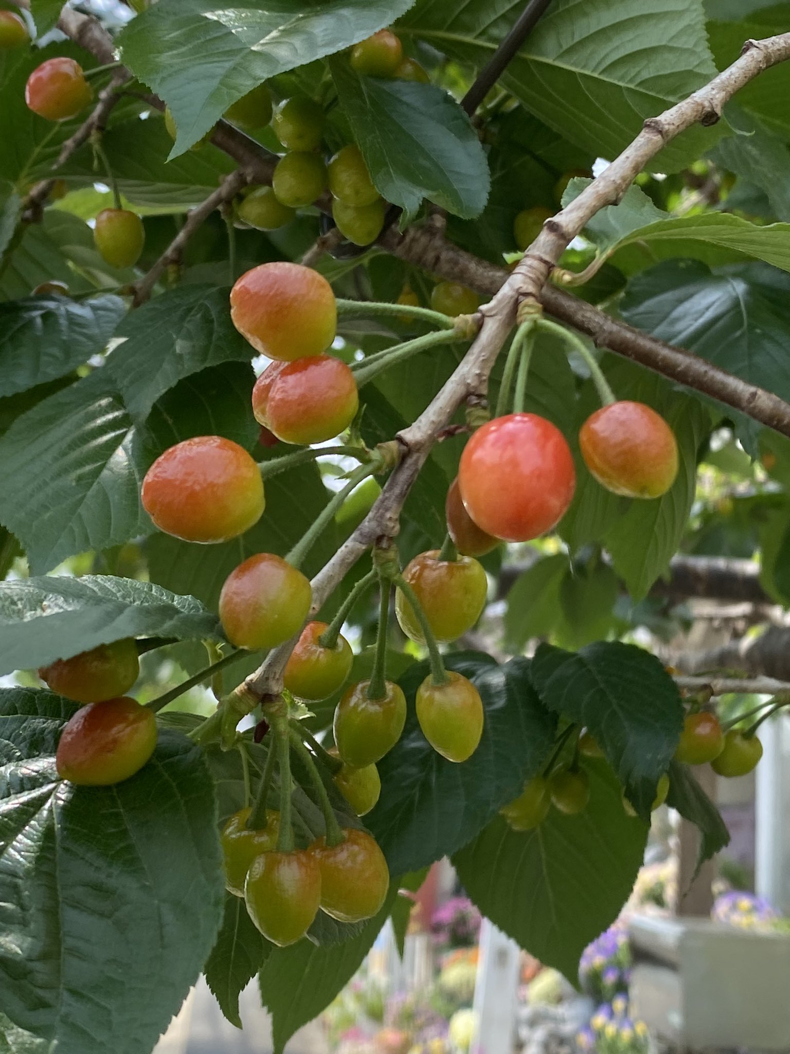 ٩(ˊﾛˋ*)وｵﾊﾖｰ✮ｺﾞｻﾞﾏｽ🍒 どのさくらんぼ🍒にしようかな〜♬*°