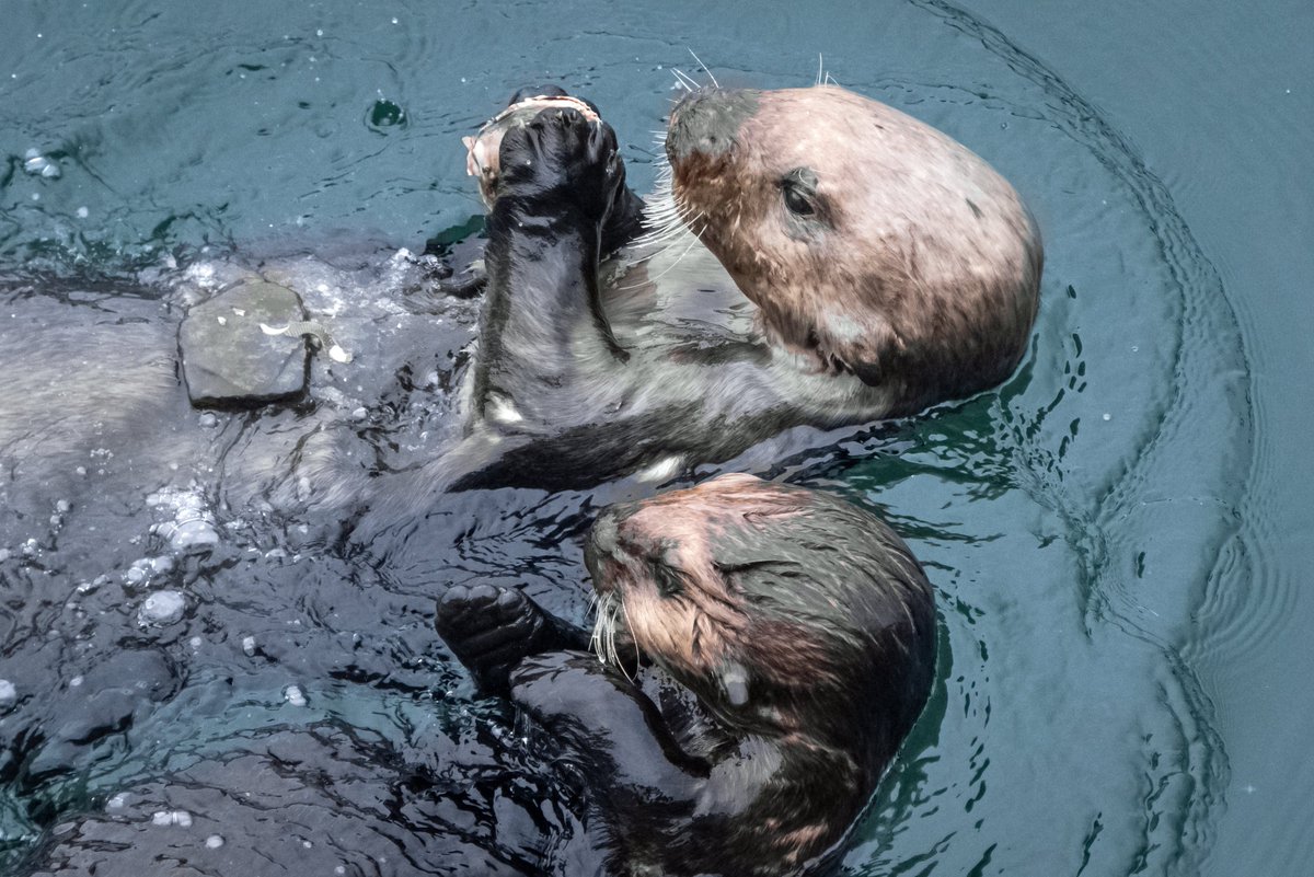 TheReverendVet's tweet photo. Did you know that otters have a pocket in their skin to keep their favourite rock in?! Some keep the same rock their entire lives! π
I do remember seeing an otter at Chester Zoo playing with a rock but I didn't see the pocket!
#FridayFact #RevVet #TheReverendVet https://t.co/34MgMv7ger