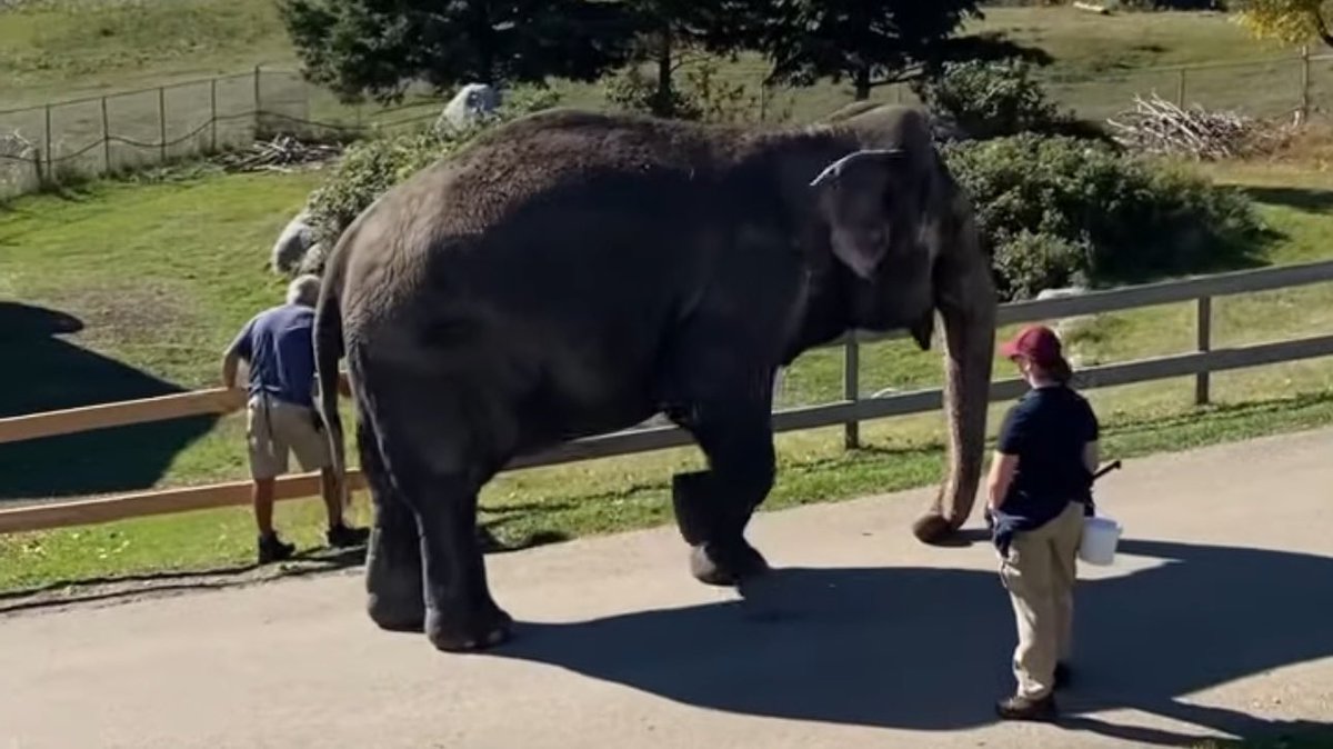 Cosmicbrigade's tweet photo. #Lucy doesn’t want new skylights in her barren concrete barn.
Lucy doesn’t want new CCTV to watch her every move.
Lucy doesn’t want a hepVac system that should have been in place in the first place.

#Lucy wants to go to sanctuary
#Lucy wants other Asian🐘
#Lucy wants her freedom https://t.co/8nieryAF3q