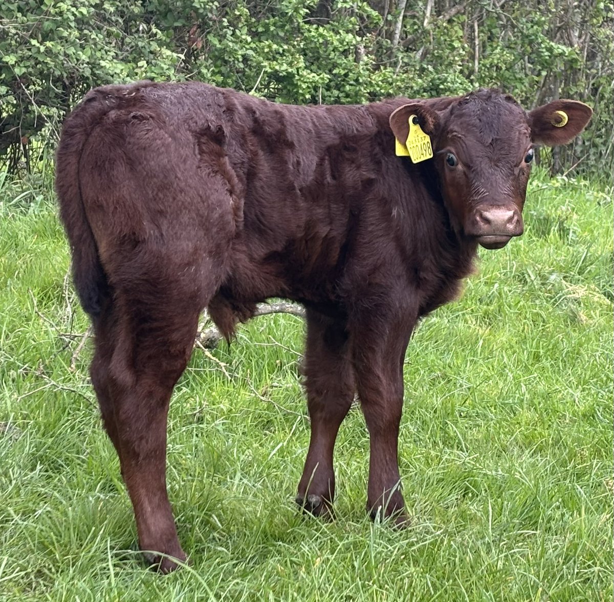 Theres so much politics around cows but it’s really simple. British beef is sustainable and an essential part of mixed farming. People want to buy it and it’s part of a healthy diet. Government should support farmers in trade deals. 
#BritishBeefWeek