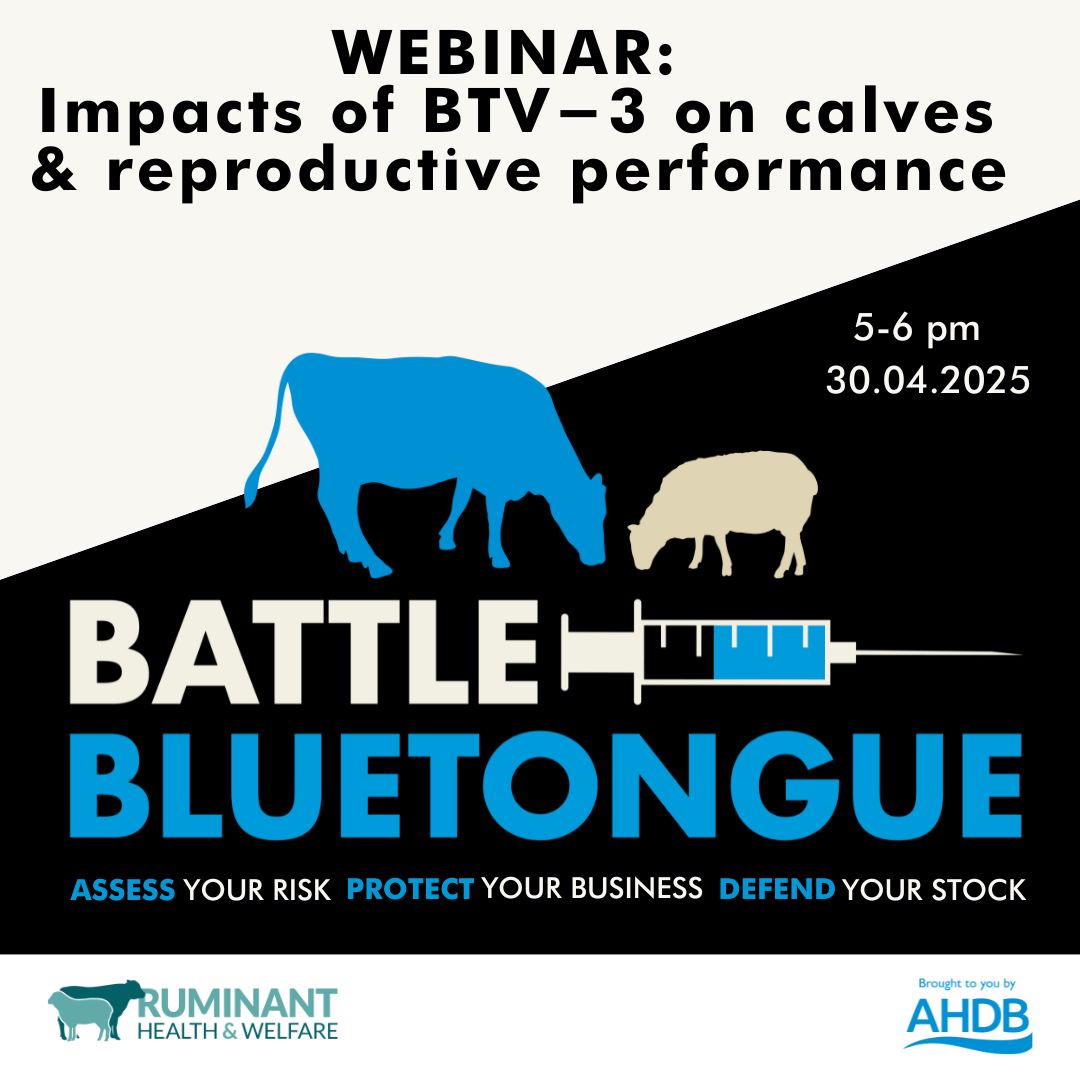 Hear about the latest BTV-3 situation and learnings from disease impact research from APHA experts on the next <a href="/ruminanthw/">Ruminant Health & Welfare</a> #BattleBluetongue webinar - powered by <a href="/TheAHDB/">AHDB</a>
5-6 pm, Wed 30 April via bit.ly/424PVbo