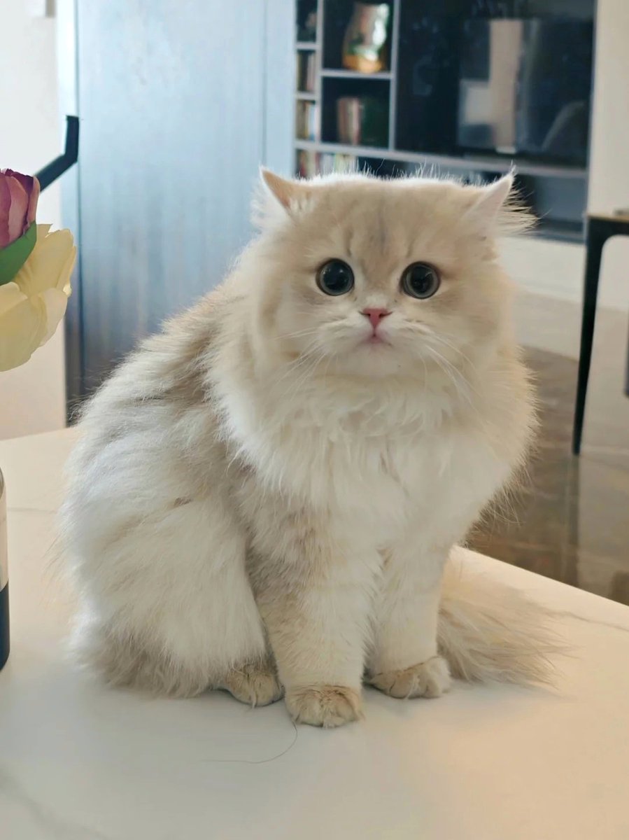 nocontextscats's tweet photo. 😘 https://t.co/mxq1vvwBMI