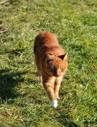 Yesterday afternoon, Riaan had to start his walk over the Rainbow bridge. 🌈💔