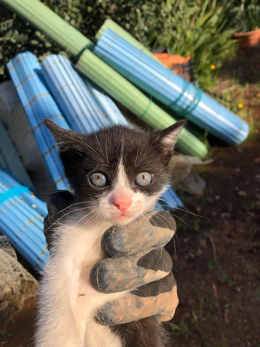 Caso externo.

#PaternadelCampo, #Huelva.

Nos piden ayudar para dar en adopción a estos peques. Son 5 amiguitos preciosos ue buscan un hogar donde los llenen de amor y felicidad. ¿Quieres ser tú? Os dejamos el contacto (615 264 579, Pepe). Rt. 

#PaternaAnimalistaProyectoCES