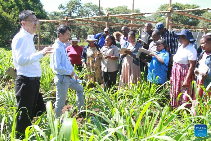 On April 14, the first Juncao technology training project funded by #ChinaAid was launched in Zimbabwe’s Mashonaland West Province. The project aims to boost local agricultural development. #TenPartnershipActionPlans english.news.cn/africa/2025041…