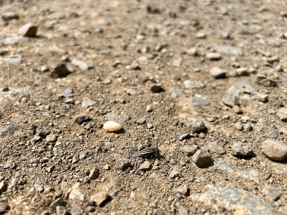 TakcsFanni13's tweet photo. @inaturalist City Nature Challenge is on! 
https://t.co/Ny8eEtYorQ
Join your participating city or the Global Project 25-28April  and make observations of wild plants and animals 🌸🐜 while respecting their space 🖖🏼 https://t.co/bTS7ZfWC25
