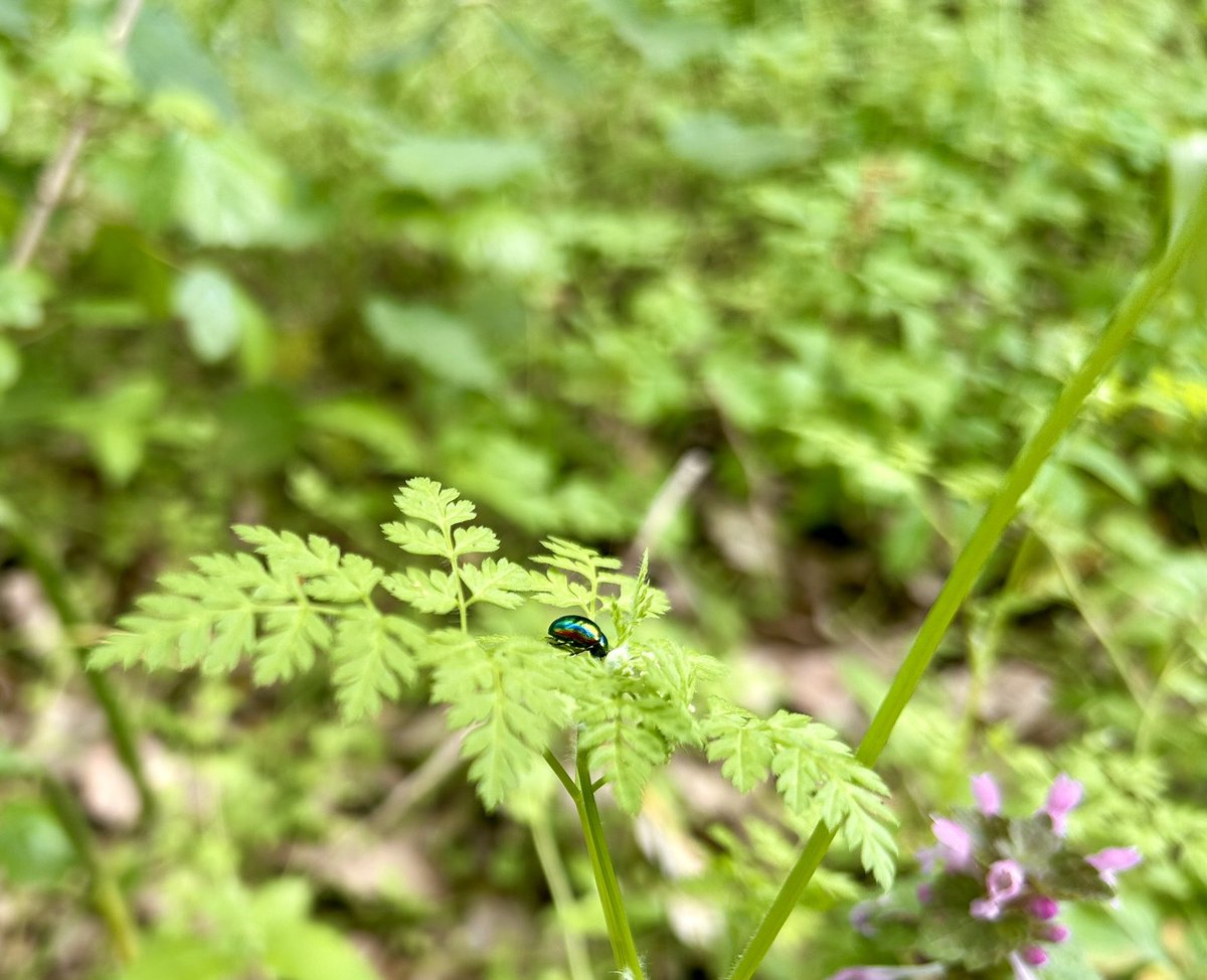 TakcsFanni13's tweet photo. @inaturalist City Nature Challenge is on! 
https://t.co/Ny8eEtYorQ
Join your participating city or the Global Project 25-28April  and make observations of wild plants and animals 🌸🐜 while respecting their space 🖖🏼 https://t.co/bTS7ZfWC25
