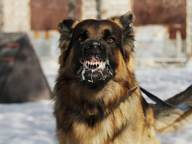 DrSamuelUK's tweet photo. 🚨RABIES HAS 99% CASE-FATALITY RATE!!!

This implies that out of 100 people with established rabies, 99 of them will die!

🔴WHAT YOU MUST KNOW ABOUT RABIES! https://t.co/cbPpfzchrh