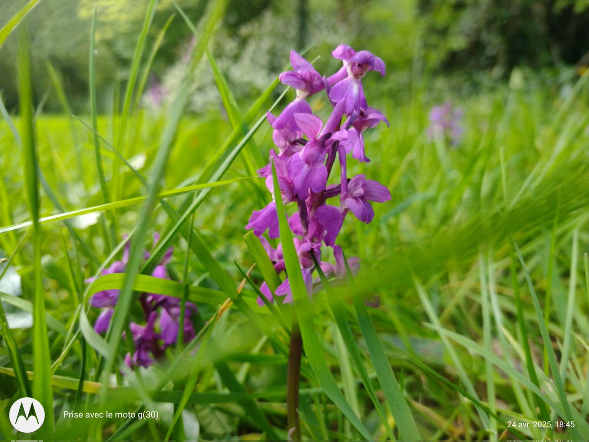 Oui à #Carhaix y a une explosion #florale dans le parc et c'est magique. Entre la flore sauvage et la planté c'est pas facile de choisir