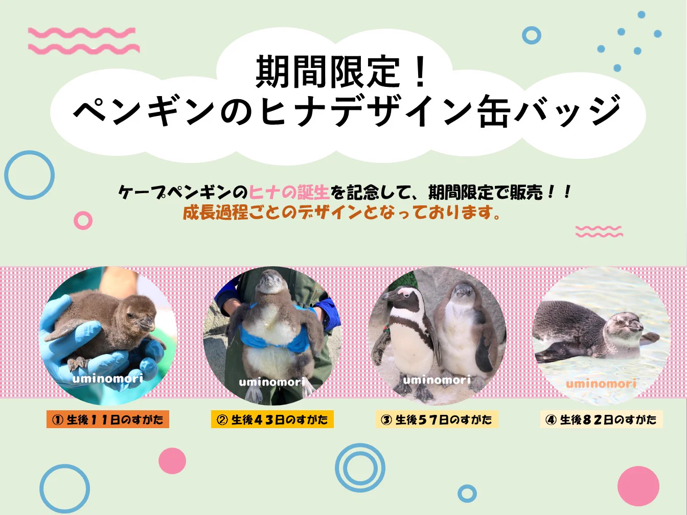 仙台うみの杜水族館公式 on X: 