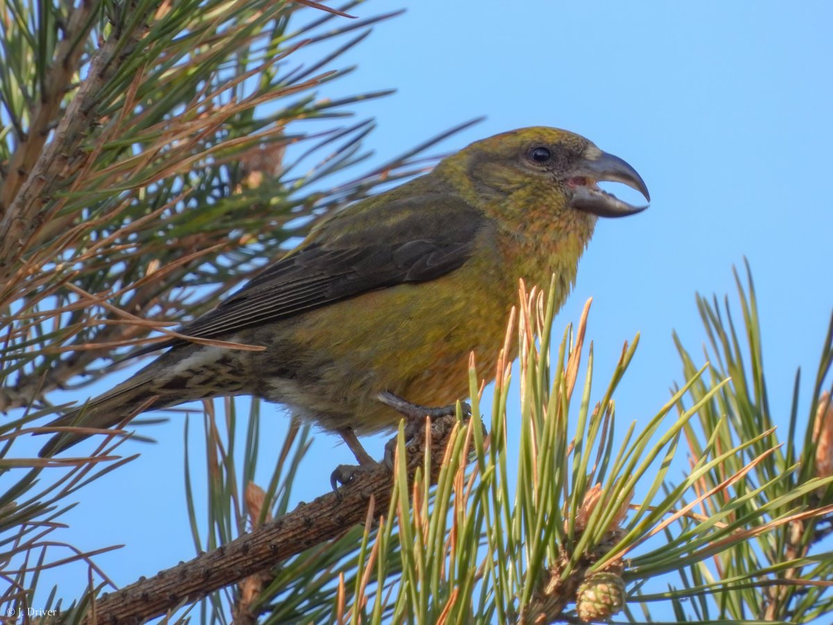 Jack Driver (ELOC) tweet media