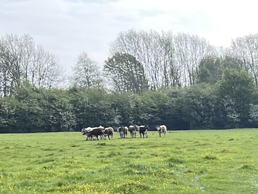 Davedoes_'s tweet photo. Must be Spring. The Coldham Common Cambridge Cows are back. And they’re frisky! https://t.co/yvwbXTrldC