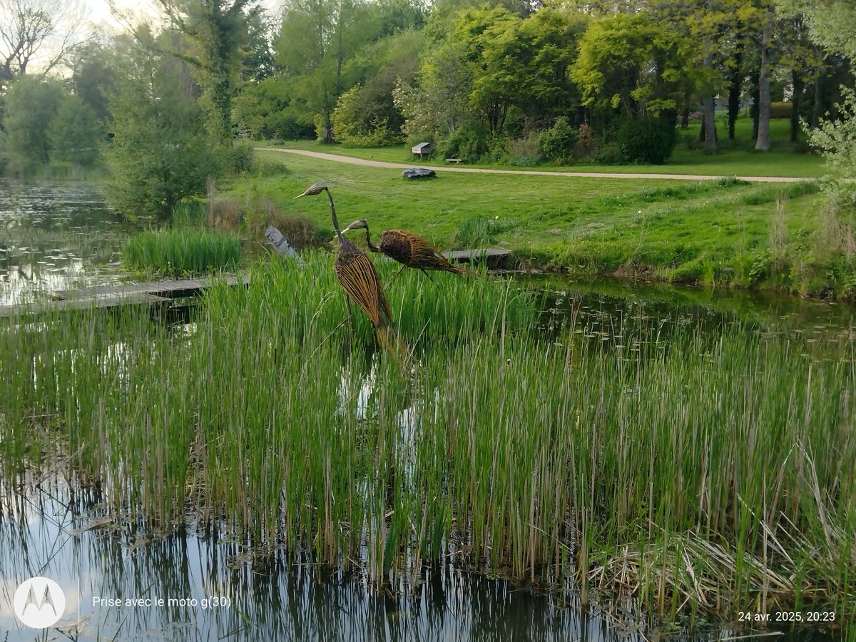 Nouvelles #sculptures des #Herons en métal et osier aux Étangs des Sources à #MaëlCarhaix. C'est mieux que le #catamaran en métal sur le rond-point.