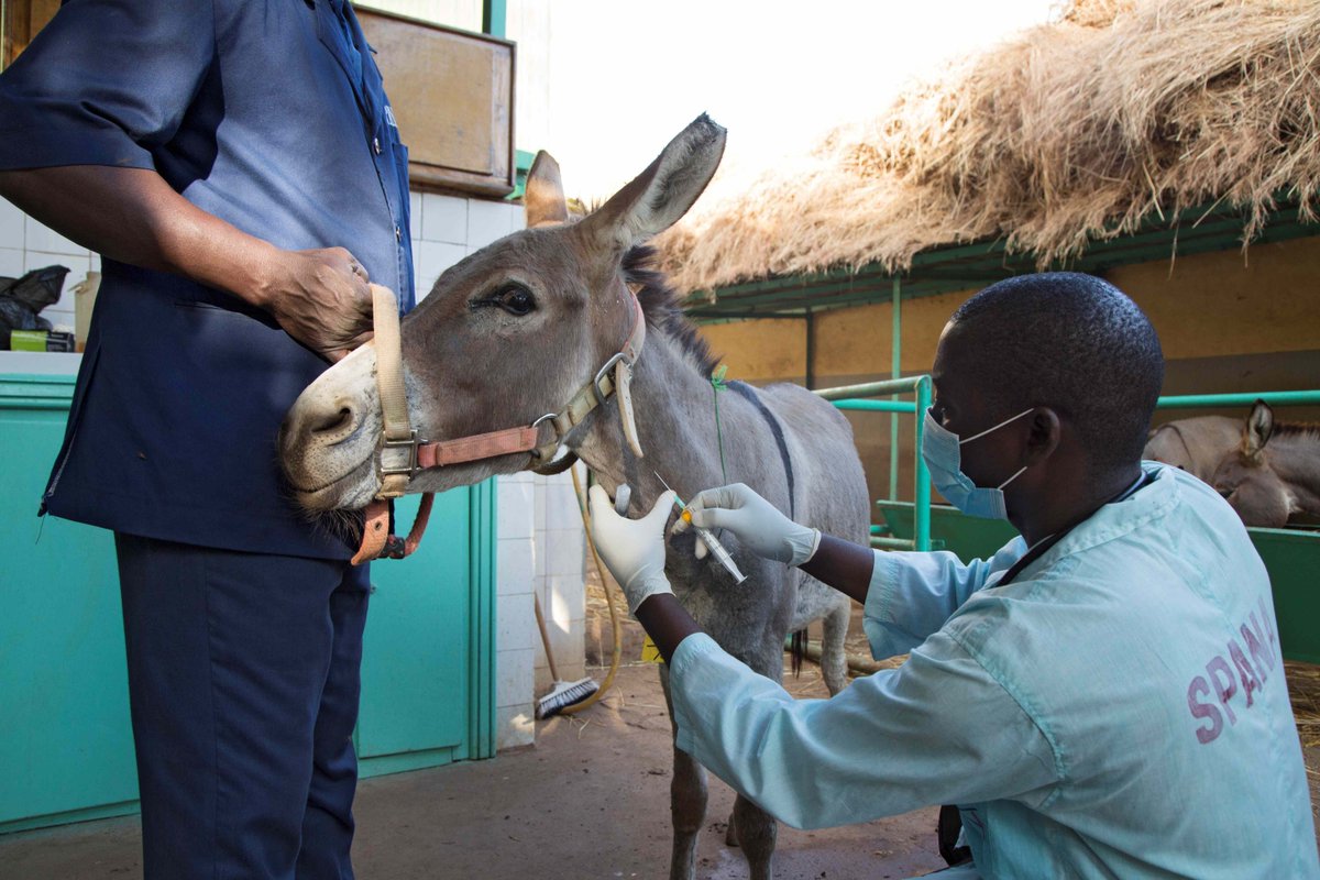 TogetherAnimals's tweet image. Thankfully, SPANA’s veterinary team stepped in just in time. They provided urgent treatment, a tetanus anti-toxin, and a crucial vaccination to fight the infection. After weeks of careful care, Salomon made a full recovery. #SaveWorkingAnimals #WorldAnimalVaccinationDay