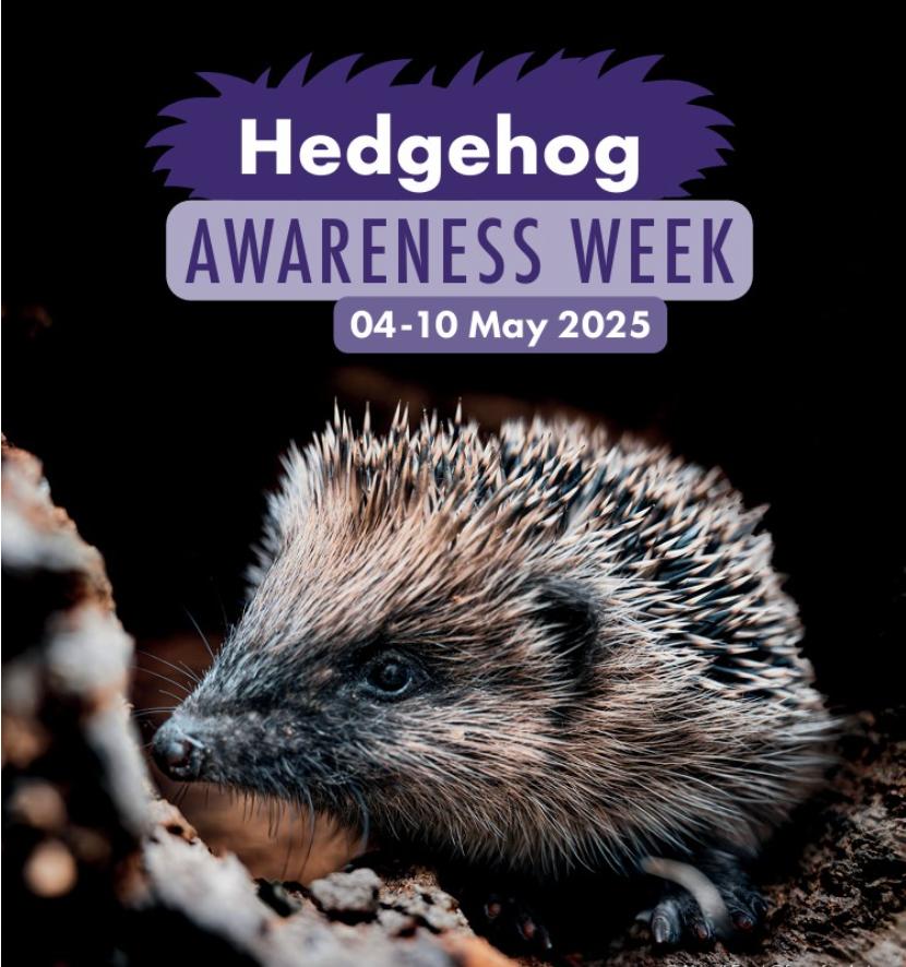 BramblesPawLtd's tweet image. It&apos;s nearly that time of year again - Hedgehog Awareness Week 😀
During this time we do some special Wildlife Rescue Giveaways and raise awareness of the plight of hedgehogs and how you can help so keep nan eye on our social pages 🦔