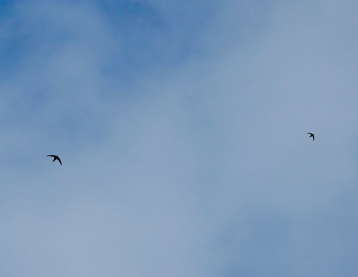 die mauersegler sind in wien angelangt! (gesichtet: gestern nachmittag über den feldern von essling und den baustellen von aspern)