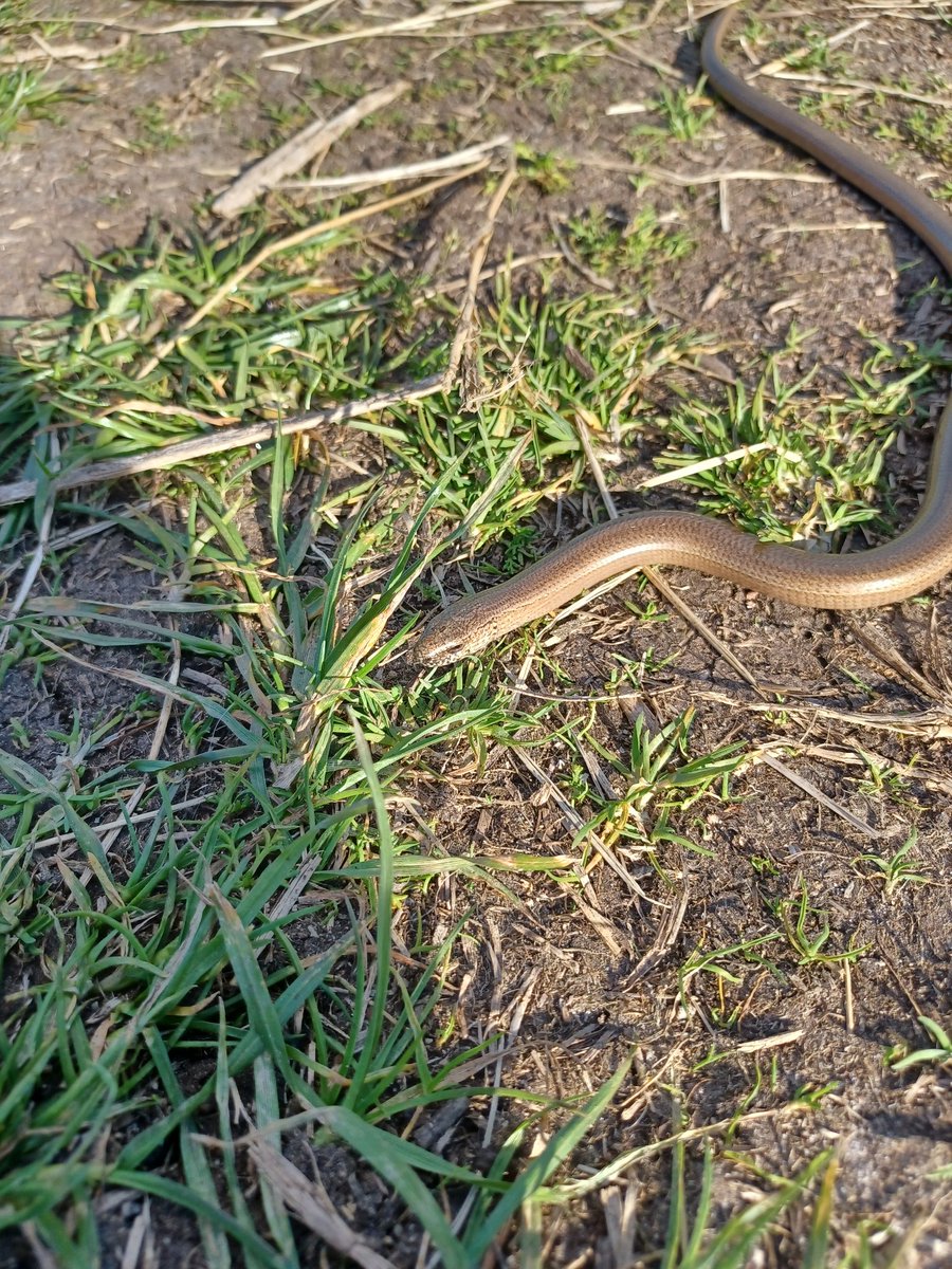 FinlayPringle's tweet photo. Nice to come across this sloooòw worm on this mornings dog walk.
#slowworm #leglesslizard https://t.co/UnoFZ6srdY