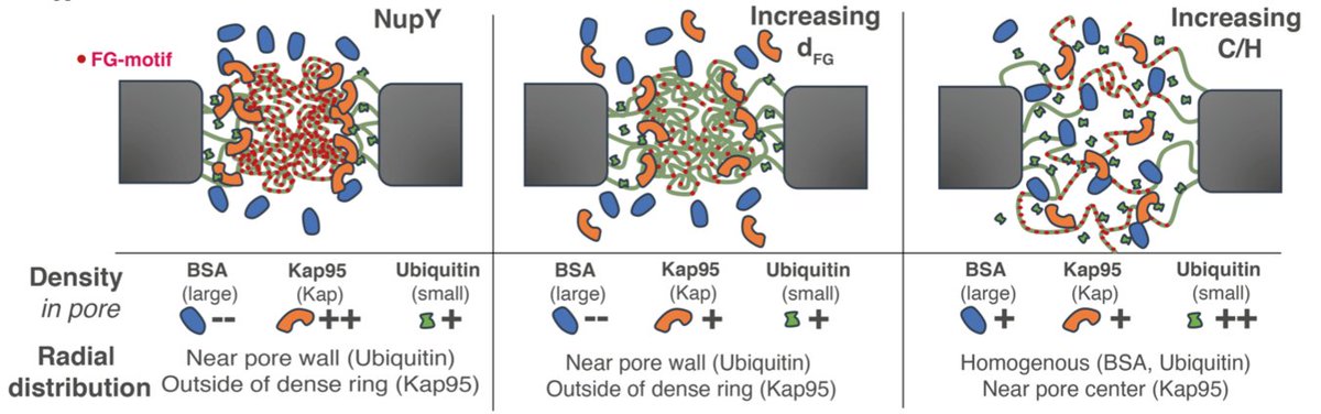 cees_dekker's tweet photo. Latest #CDlab paper on Biorxivpreprint:
With experiments & MD simulations we study de novo designed proteins for selective transport through the nuclear pore complex
https://t.co/76QDPbrXfI
See this BlueSky thread on this paper: https://t.co/3F4yp0lZyZ https://t.co/bJpBPXFHJt