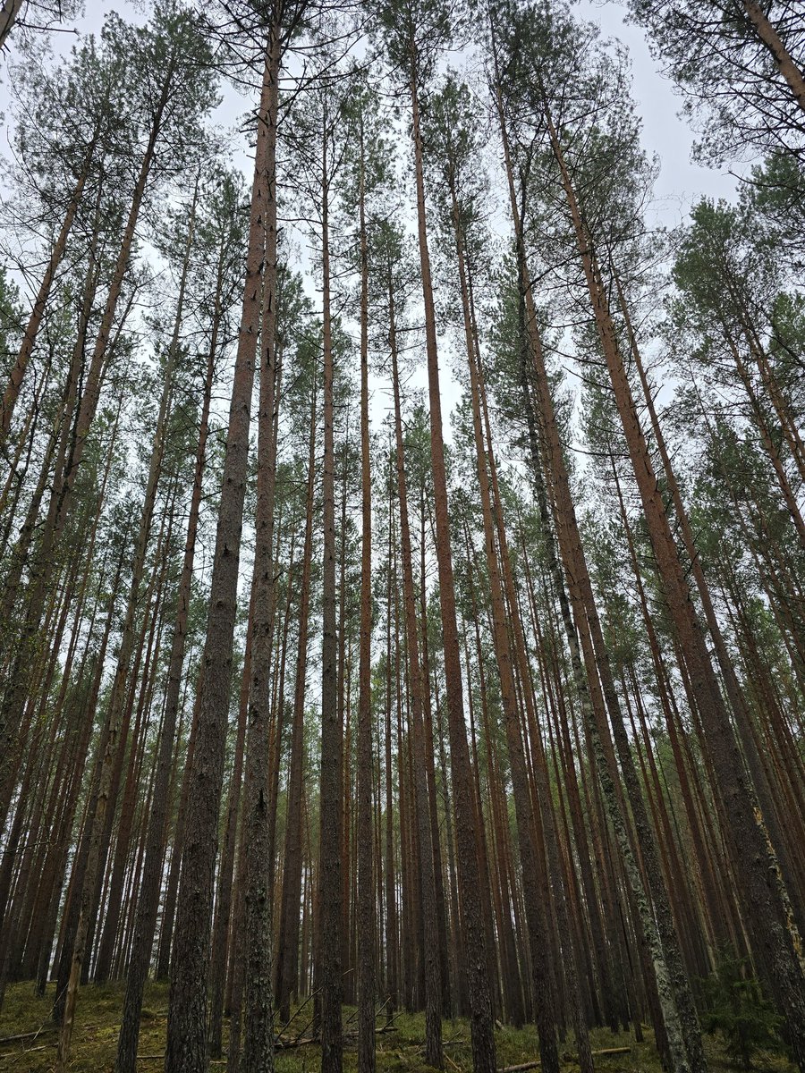 KaneBrides's tweet image. Time to leave Estonia. Always mixed emotions. The amazing diversity of species, the wild landscapes, lonely &amp;amp; lovely all wrapped in one! The constant, loud, bird song is one thing that will be noticeably absent on arriving back into the UK. Thank you, @NatureNorthEast. Great trip