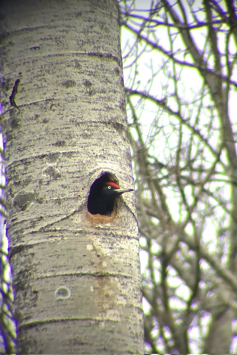 KaneBrides's tweet image. Time to leave Estonia. Always mixed emotions. The amazing diversity of species, the wild landscapes, lonely &amp;amp; lovely all wrapped in one! The constant, loud, bird song is one thing that will be noticeably absent on arriving back into the UK. Thank you, @NatureNorthEast. Great trip