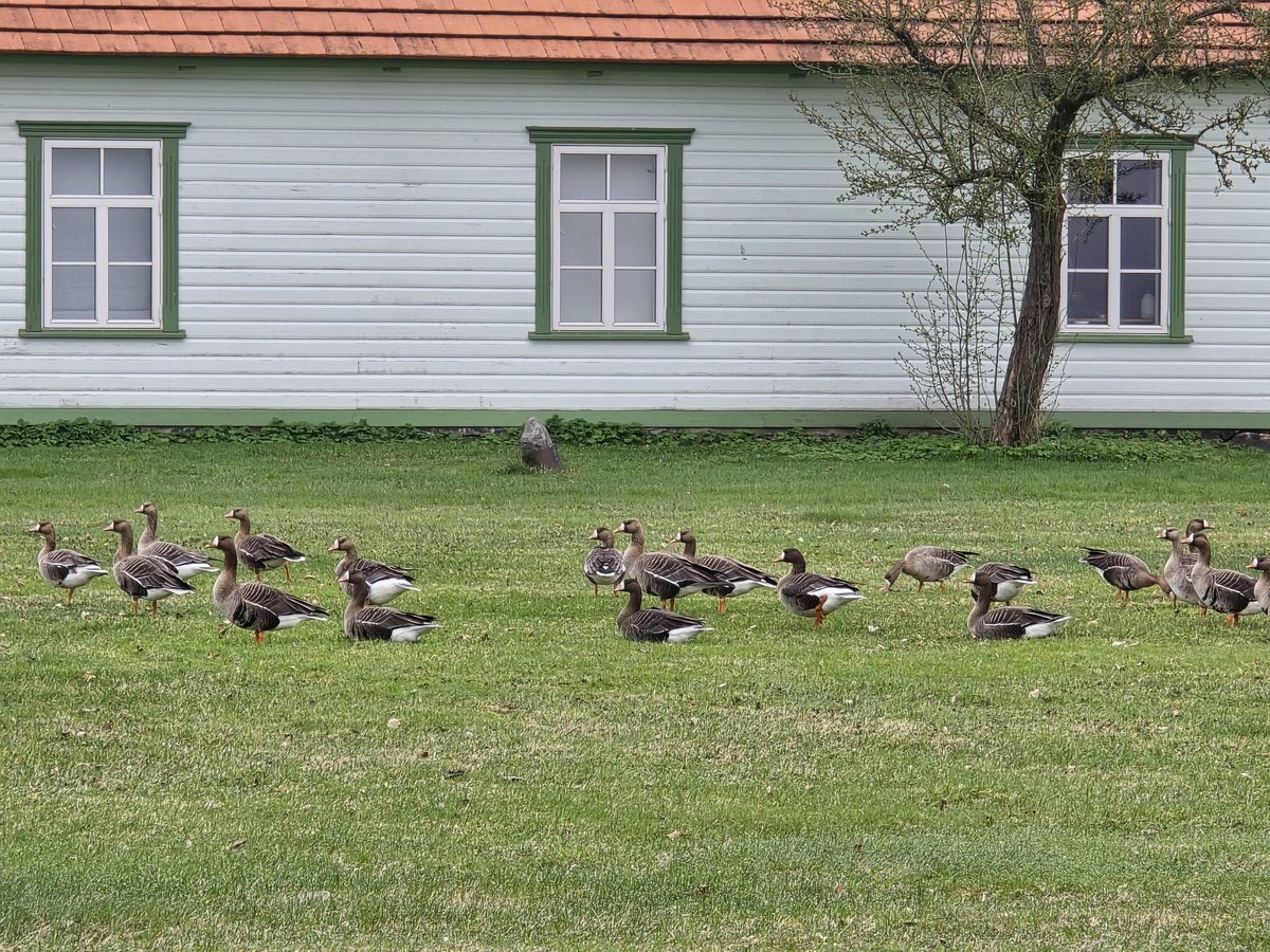 KaneBrides's tweet image. Time to leave Estonia. Always mixed emotions. The amazing diversity of species, the wild landscapes, lonely &amp;amp; lovely all wrapped in one! The constant, loud, bird song is one thing that will be noticeably absent on arriving back into the UK. Thank you, @NatureNorthEast. Great trip