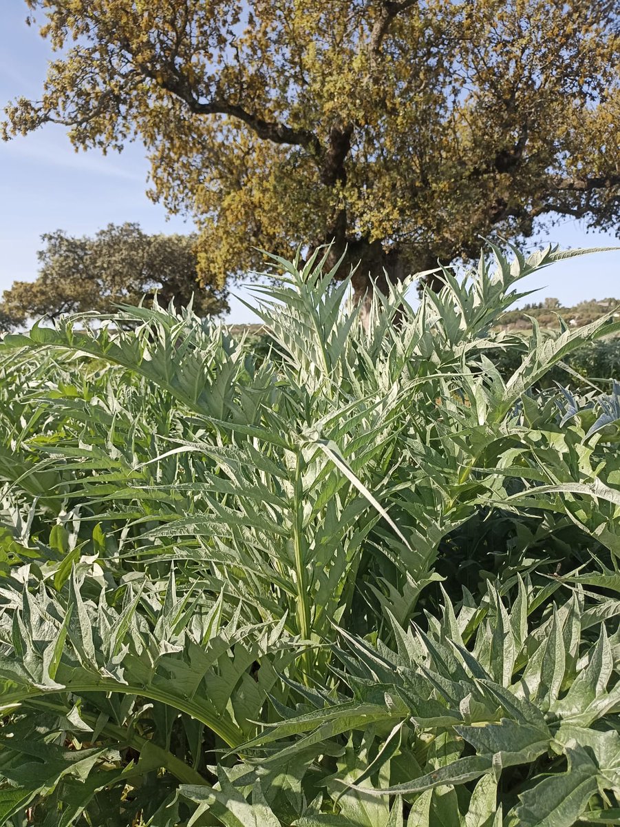 CTAEX_CIT's tweet photo. 🌱 ¡Así avanza el cultivo del cardo en el #GO #CYNARA
Las plantas muestran un crecimiento espectacular y ya comienzan a asomar las primeras cabezas. Un paso más hacia la #valorización sostenible de esta especie tradicional con gran potencial agroindustrial. https://t.co/osOC38fDnJ