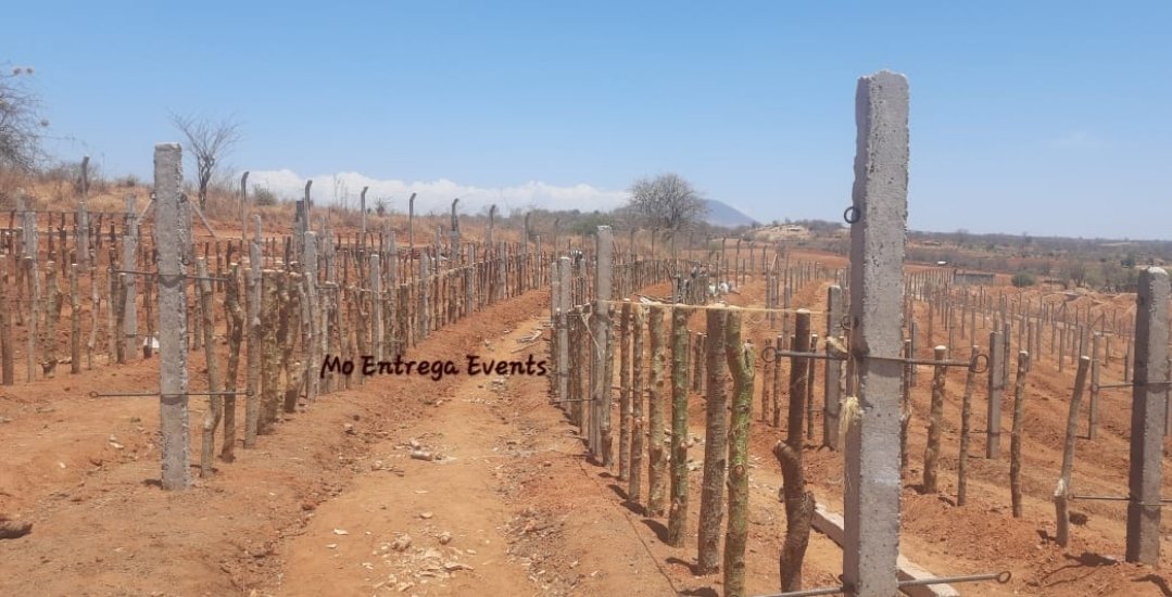 entrega_mo's tweet photo. 18 months after planting, there's good news for dragon fruit farmers; current and potential. 
Using the modern T-bar Trellis method (customised using locally available materials), we've enhanced production and now doing 800kgs per acre per wave. 
Get in touch for more details. https://t.co/1f6qYiOa9O