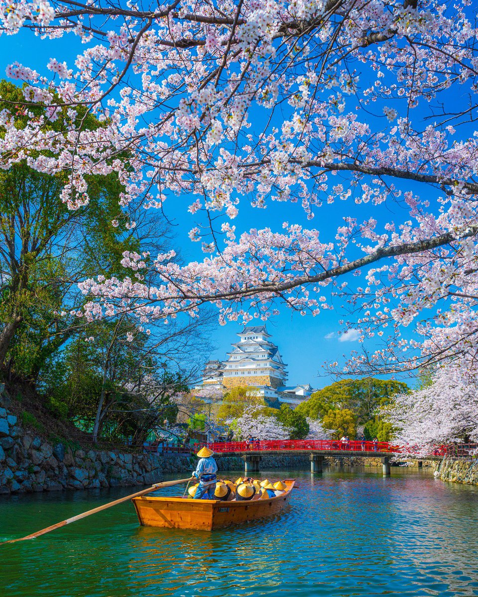 sharabonti0990's tweet photo. Lost in the beauty of cherry blossoms framing this majestic castle. Springtime perfection!
#CherryBlossomSeason #Sakura #JapanTravel #CastleViews #SpringInJapan https://t.co/JqLVUmvOte