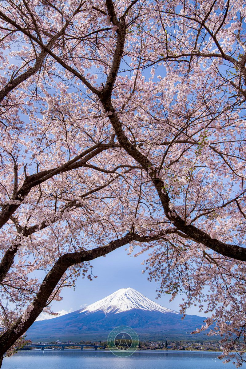 Toshi_photo_'s tweet photo. 河口湖から見る富士山と桜は、誰もが否定できない日本の美の象徴。
#tokyocameraclub https://t.co/Iyclc9ZuzM