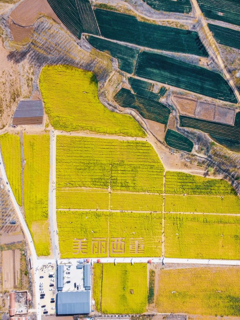 Zouping_China's tweet photo. The sea of #rapeflowers and the mountains in Zouping together constitute a scene that looks like a painting. https://t.co/gZAwR33WxM