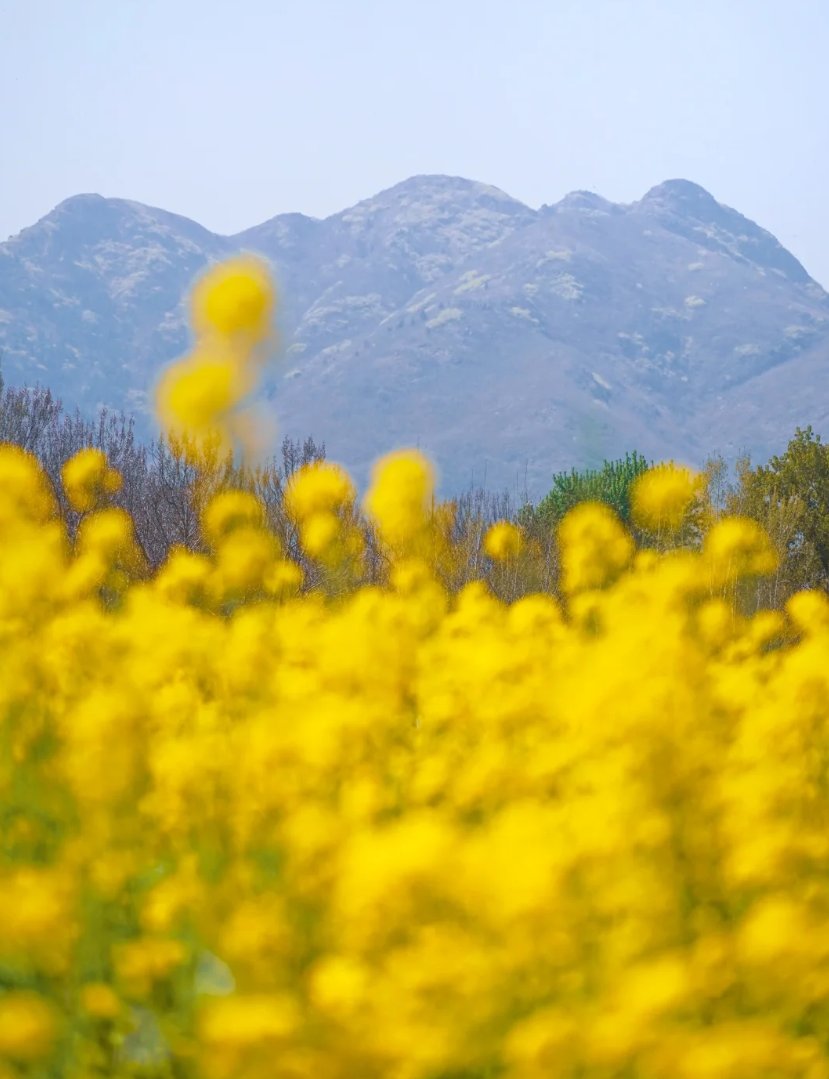 Zouping_China's tweet photo. The sea of #rapeflowers and the mountains in Zouping together constitute a scene that looks like a painting. https://t.co/gZAwR33WxM