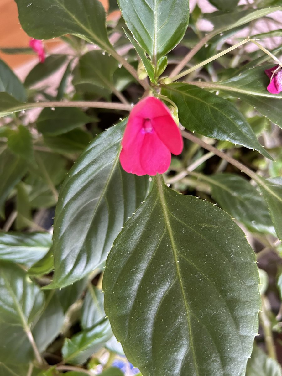 Ötelerden gelen bir armağandır.
Yeni açan her bir çiçek.

Nice cumalara..