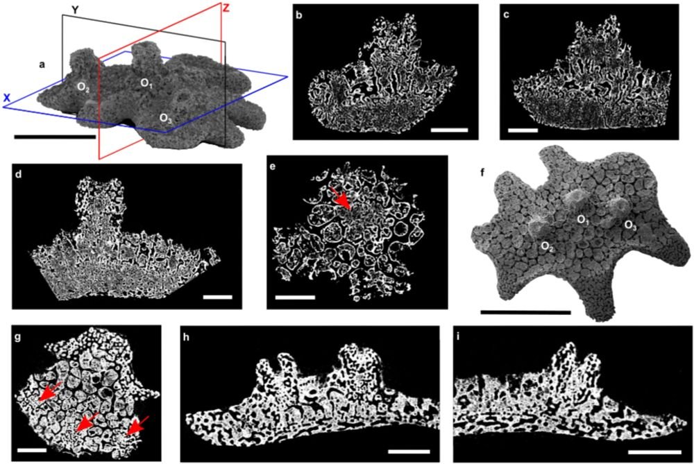 🚨New Paper Alert🚨Prof. De Baets coauthors in Scientific Reports on 'Symbiotic interactions of middle #Cambrian echinoderms reveal[ing] the oldest #parasitism on #deuterostomes'  rdcu.be/ei75y #paleobiology
