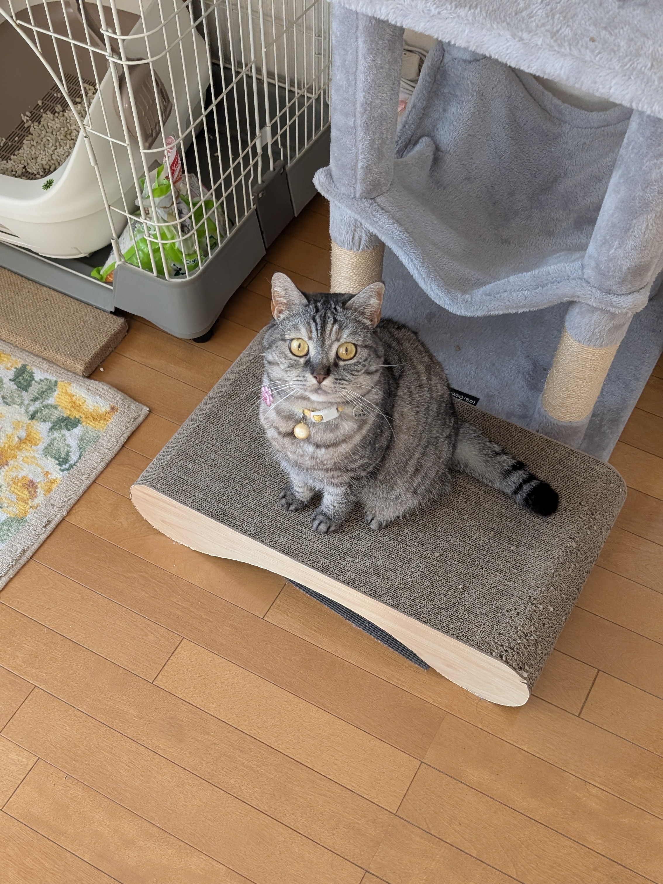 【翌日発送可能】 ねこさん⚡(ΦωΦ) on X:  ブレスレット・バングル