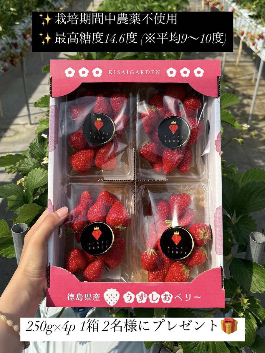 貴彩 \ あなたの食卓に彩りを / (@_kisayan) on Twitter photo 🎁貴彩 第126回プレゼント企画🎁
お客様から「カラダにスッといちごが入ってくる、、美味しい..✨」と絶賛された
栽培期間中農薬不使用‼️
「KISAI BERRY」250g×4p入り1箱を抽選で2名様にプレゼント🍓
【応募方法】
① <a href="/_kisayan/">貴彩 \ あなたの食卓に彩りを /</a> をフォロー🫱🏼🫲🏻
② この投稿をリポスト🔁
【締切】
4月30日(水) 13:00 🎁貴彩 第126回プレゼント企画🎁
お客様から「カラダにスッといちごが入ってくる、、美味しい..✨」と絶賛された
栽培期間中農薬不使用‼️
「KISAI BERRY」250g×4p入り1箱を抽選で2名様にプレゼント🍓
【応募方法】
① <a href="/_kisayan/">貴彩 \ あなたの食卓に彩りを /</a> をフォロー🫱🏼🫲🏻
② この投稿をリポスト🔁
【締切】
4月30日(水) 13:00