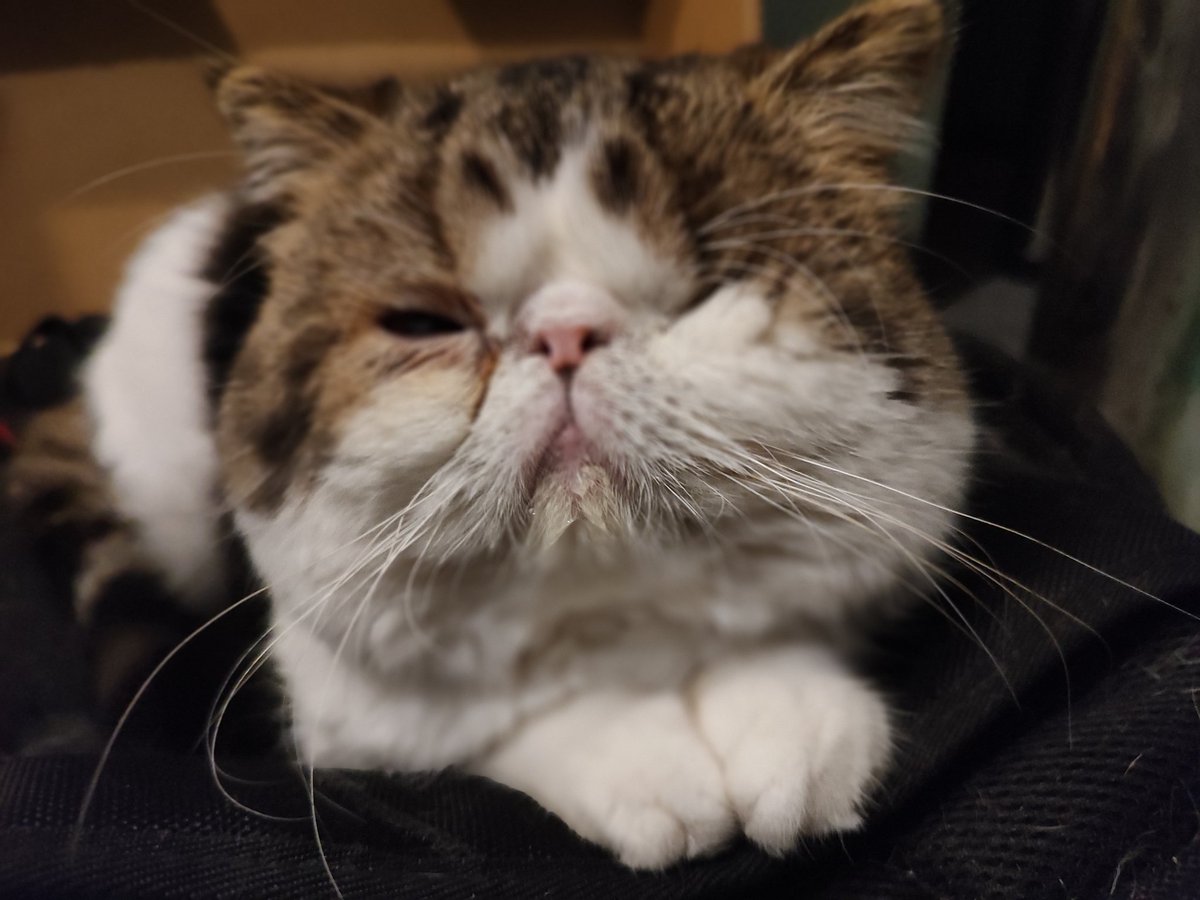 BassBoostedNinja tweet media